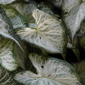 White Diamond Caladium