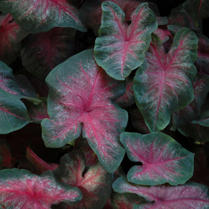 Classic Pink Caladium