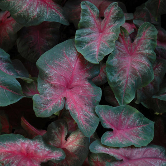 Classic Pink Caladium