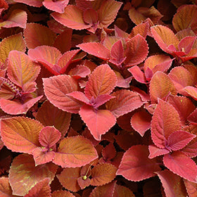Campfire Coleus