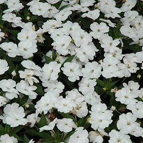 SunPatiens Compact White Impatiens