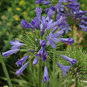 Blue Flare Agapanthus
