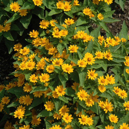 Golden Globe Melampodium
