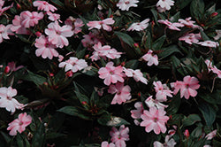 SunPatiens Compact Blush Pink Impatiens