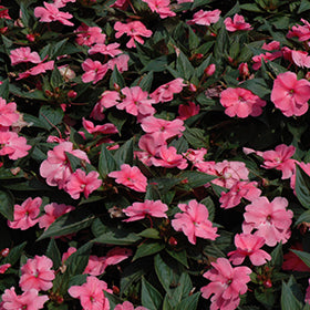 SunPatiens Compact Pink New Guinea Impatiens