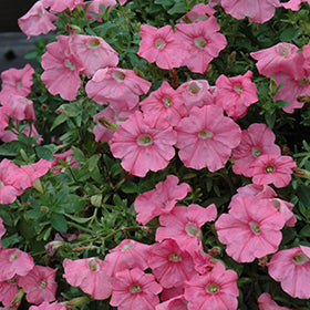 Supertunia Bermuda Beach Petunia PW