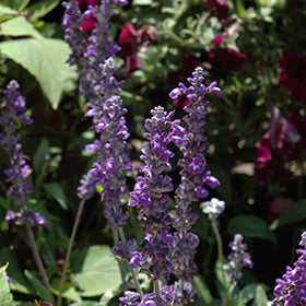 Sallyfun Blue Emotion Salvia