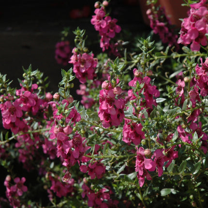 Alonia Big Dark Pink Angelonia