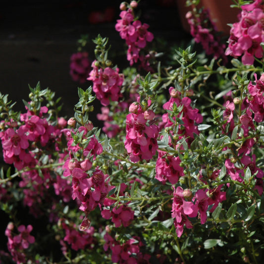 Alonia Big Dark Pink Angelonia