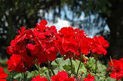 Dynamo Dark Red Geranium