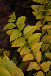Golden Ticket Privet PW (Ligustrum)