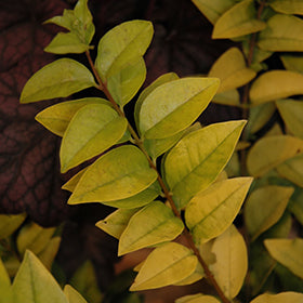 Golden Ticket Privet PW (Ligustrum)
