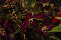 Sweet Summer Love Clematis