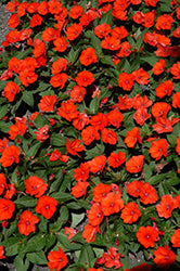 SunPatiens Compact Electric Orange Impatiens