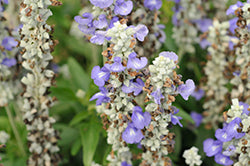 Sallyfun Blue Ice Salvia