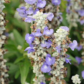 Sallyfun Blue Ice Salvia