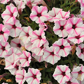 Supertunia Mini Vista Pink Star Petunia PW
