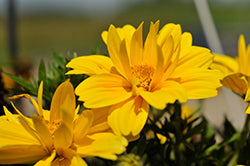 Sun Drop Double Yellow Bidens