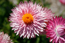 Granvia Pink Strawflower (Bracteantha)
