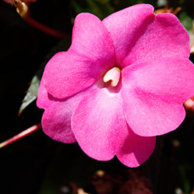 SunPatiens Compact Hot Pink New Guinea Impatiens