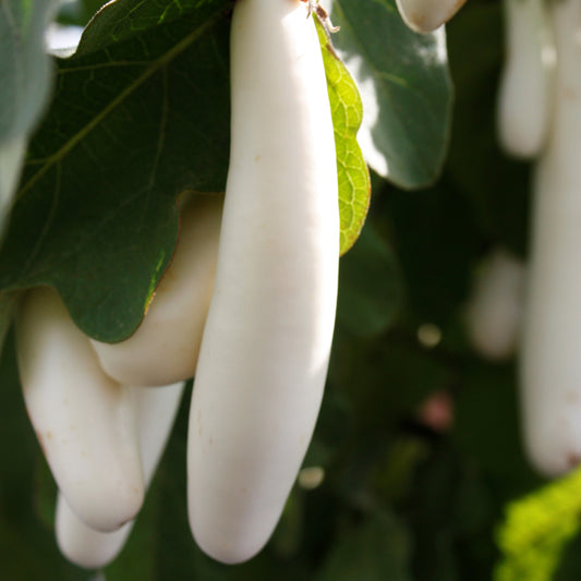 Gretel Eggplant