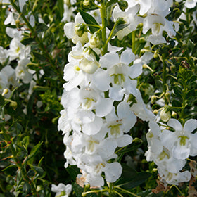 Alonia Big Snow Angelonia