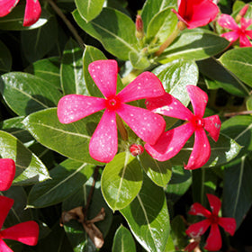 Soiree Kawaii Vinca 4.5"