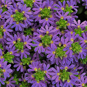 Surdiva Blue Violet Fan Flower (Scaevola)