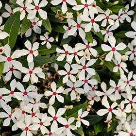 Soiree Kawaii Vinca 4.5"