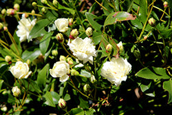 White Lady Banks Rose