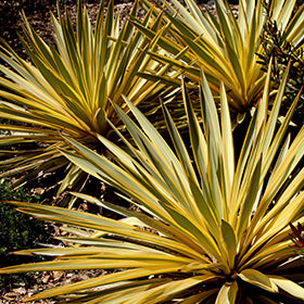 Bright Star Yucca