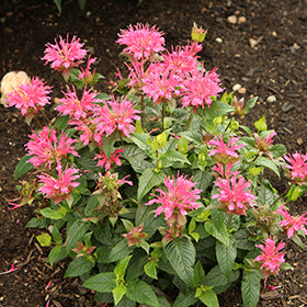 Pardon My Rose Beebalm PW (Monarda)