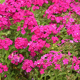 Luminary Ultraviolet Tall Garden Phlox PW