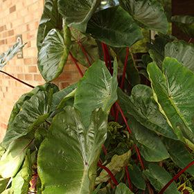Hawaiian Punch Elephant Ear (Colocasia)
