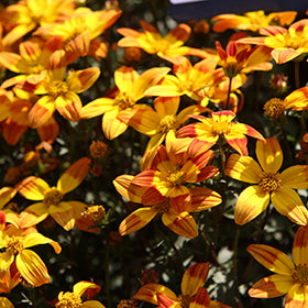Bee Alive Bidens