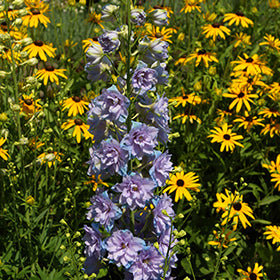 Delgenius Shelby Larkspur (Delphinium)