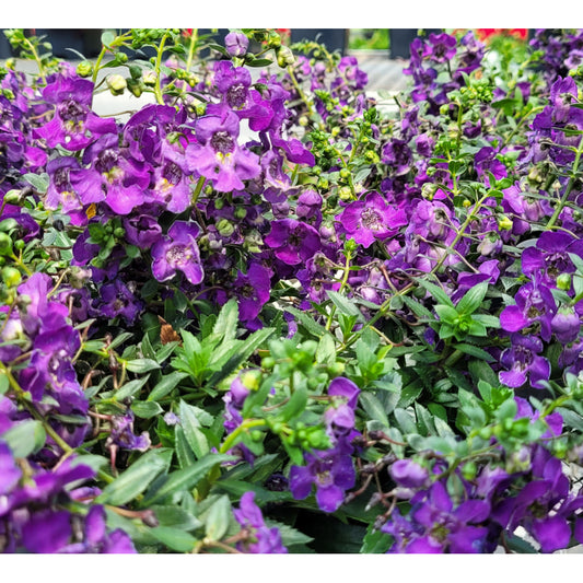 Alonia Big Blue Angelonia