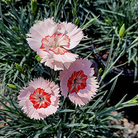 Georgia Peach Pie Pinks (Dianthus)