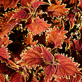 Copperhead Coleus