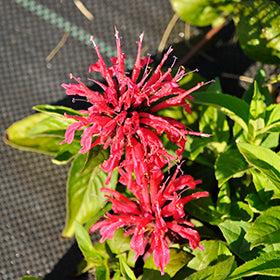 BeeMine Red Beebalm (Monarda)