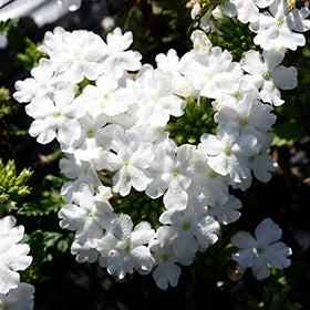 Firehouse White Verbena