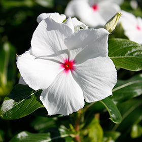 Cora XDR Polka Dot (Vinca)