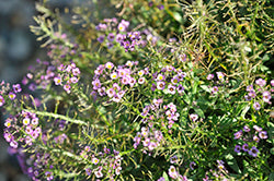 Violet Knight Alyssum
