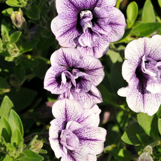 Supertunia Priscilla Petunia