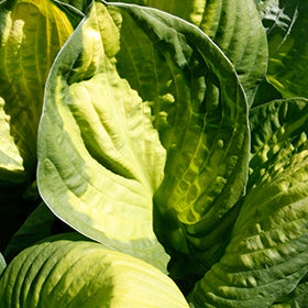 Captain Kirk Hosta