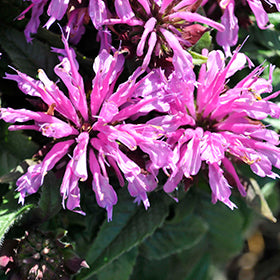 Pardon My Lavender Beebalm PW (Monarda)