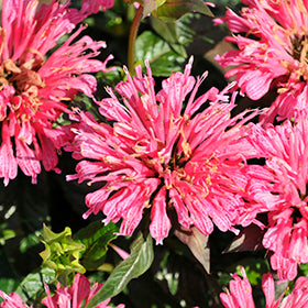 Pardon My Rose Beebalm PW (Monarda)