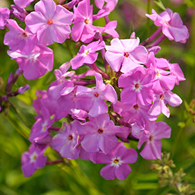 Opening Act Romance Phlox PW