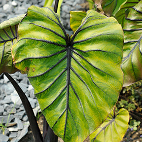 Pharaoh's Mask Elephant Ear