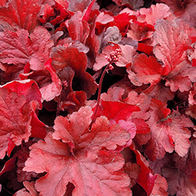 Forever Red Coral Bells (Heuchera)